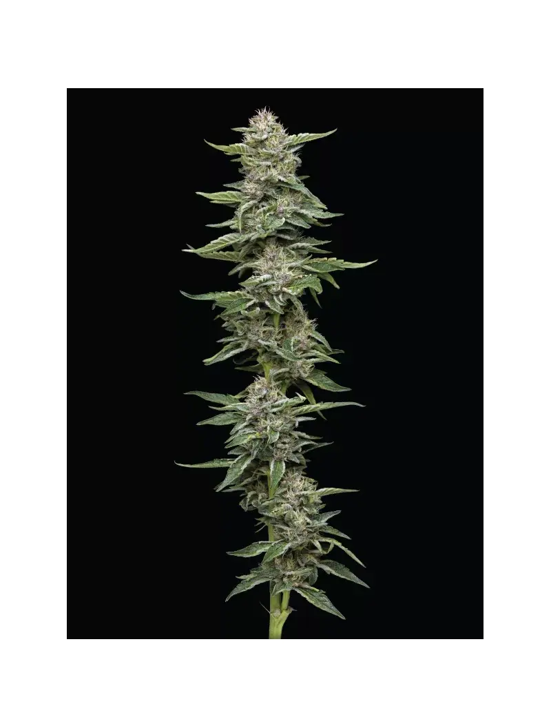 Garlic Budder, Фасовка: 3